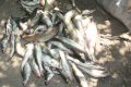 Водные милиционеры изъяли 57 кг незаконно выловленной рыбы