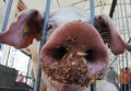 На заседании чрезвычайной противоэпизоотической комиссии обсудили меры по недопущению распространения африканской чумы свиней в Кременчуге