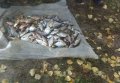 Милиционеры задержали двух браконьеров в Кременчугском районе