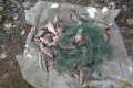 В Глобинском районе задержали 19-летнего браконьера с 30 кг «улова»