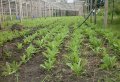 По результатам операции «МАК» в Полтавской области изъято более 27 тысяч наркосодержащих растений