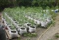 По результатам операции «МАК» в Полтавской области изъято более 27 тысяч наркосодержащих растений