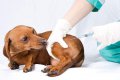 С 20 апреля в Кременчуге начнут вакцинировать от бешенства кошек и собак
