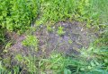 Кобелякские полицейские выявили факт незаконного выращивания конопли