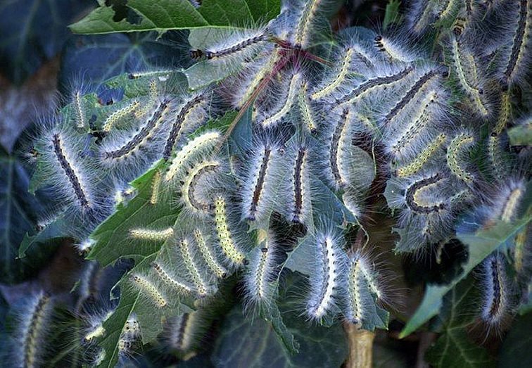 Белая бабочка объедает деревья в 20 областях